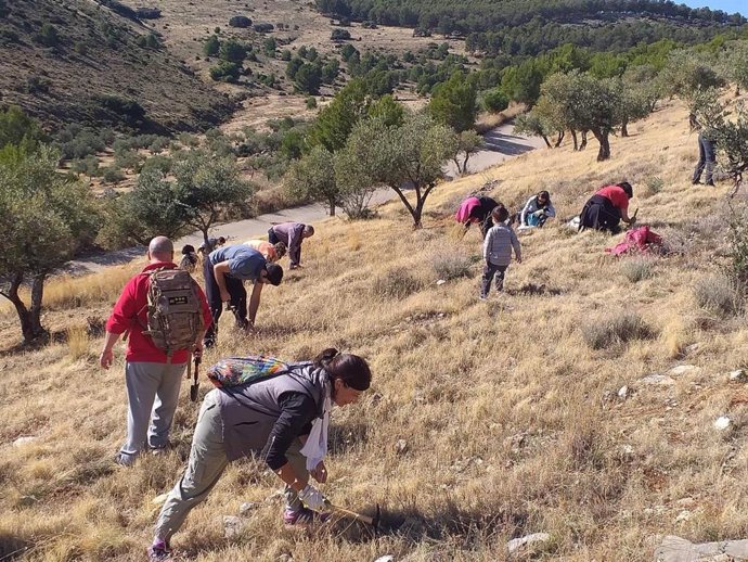Siembra de bellotas en Jaén.