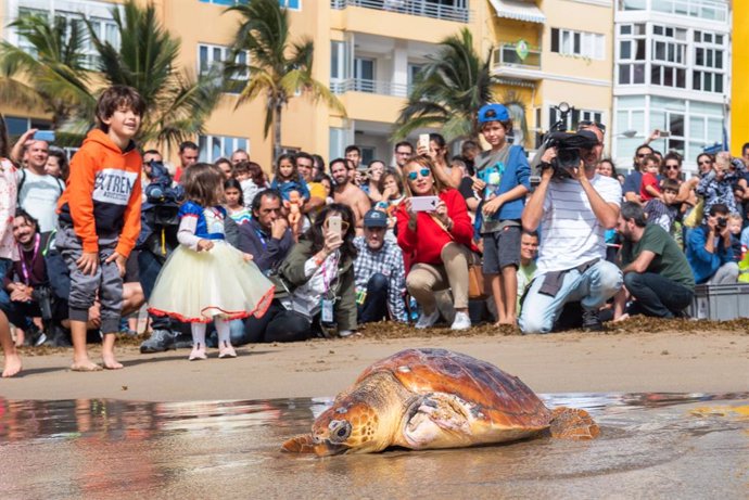 Devueltas al mar dos tortugas en Las Canteras que fueron rescatadas heridas por 