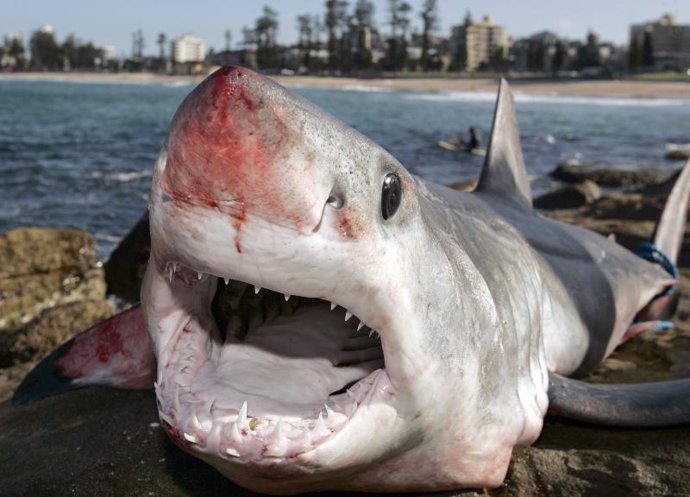 Un tiburón Mako en Australia 