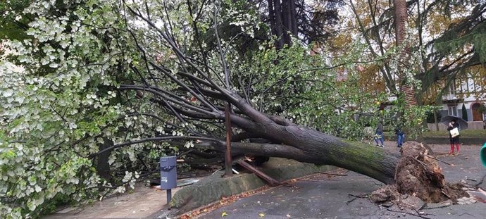 Las tormentas provocan la caída de un árbol en Barakaldo, donde se han atendido una decena de avisos