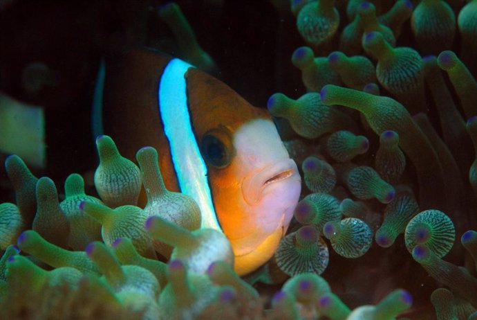 El pez que inspiró a 'Buscando a Nemo' percibe y usa luz ultravioleta