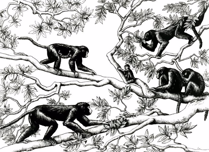 El movimiento en simios, humanos y monos evolucionó de forma opuesta