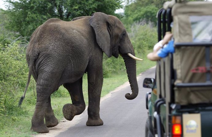 Elefante en el Parque Nacional Kruger de Sudáfrica