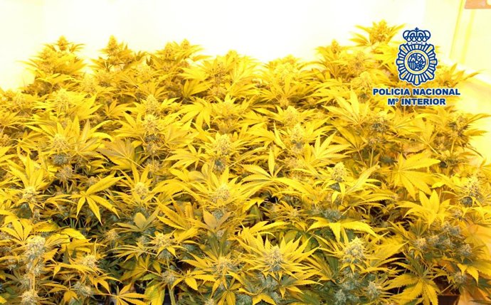 Málaga.- Sucesos.- Dos detenidos por plantar marihuana en el interior de una viv