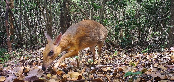 Una especie de ciervo diminuto reaparece en Vietnam después de 30 años