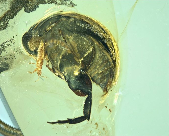 Un fósil atrasa la polinización de insectos a hace 99 millones de años