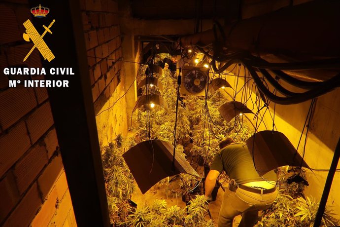 Almería.-Sucesos.-Cinco detenidos por el cultivo de 1.200 plantas de marihuana e