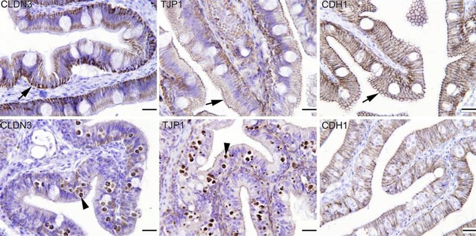 Comparativa intestino dorada
