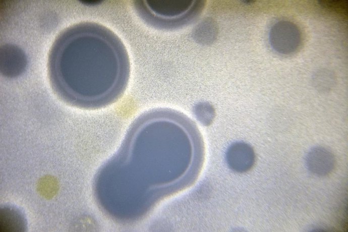 Investigadores avanzan en la comprensión de la síntesis de antibióticos proceden