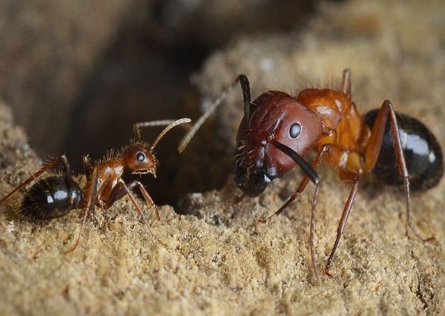 Hormigas obreras de C. Floridanus