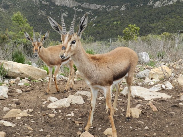 Liberadas En El Atlas Más De 30 Gacelas Criadas En Almería Y