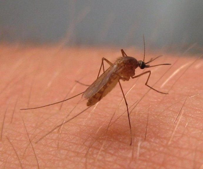 Culex pipiens, mosquito del virus del Nilo Occidental en América del Norte