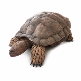 Una nueva tortuga del Cretácico Inferior, 'Aragochersis'
