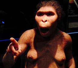 Los simios de hoy son más inteligentes que nuestro ancestro Lucy