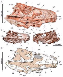 Restos del dinosaurio carnívoro más antiguo conocido aparecen en Brasil