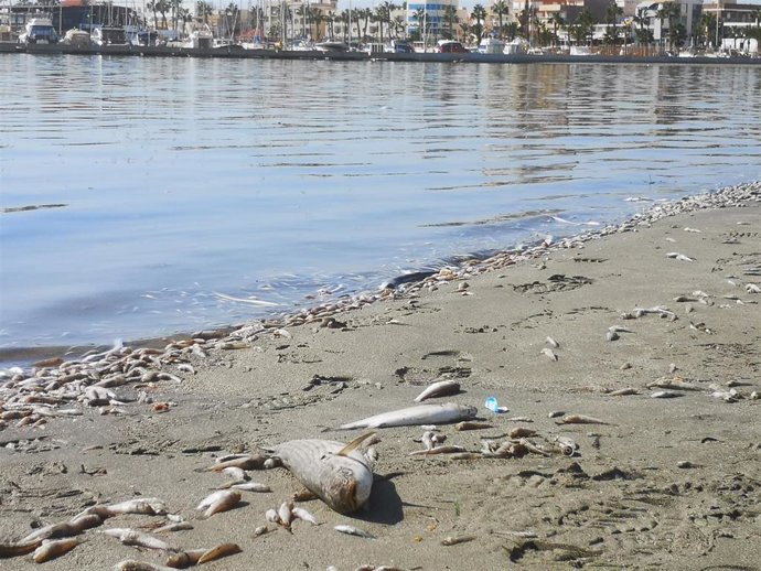 MILES DE PECES MUERTOS A ORILLAS DEL MAR MENOR, EN SAN PEDRO DEL PINATAR