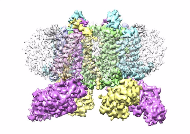 Estructura de proteína resuelta por el estudio