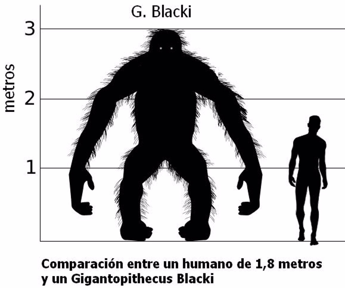 El orangután, pariente vivo más cercano del simpar Gigantophitecyus