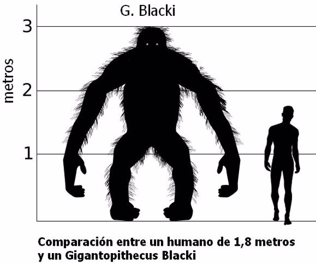 Comparación de un Gigantopithecus blacki con un Homo sapiens de 1,8 metros de altura.