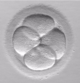 Investigadores descubren una proteína esencial para la reproducción