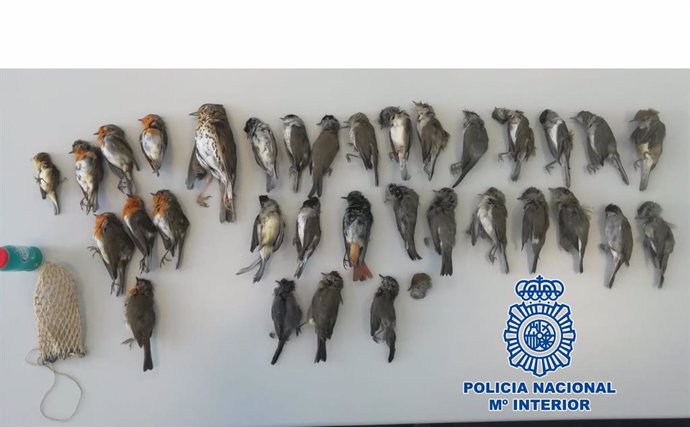 Pajarillos en peligro de extinción intervenidas a un cazador en Jaén