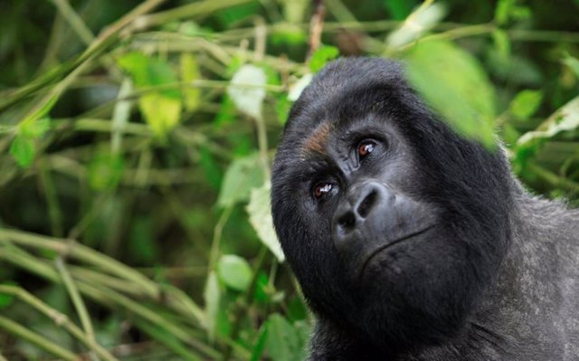 Un gorila de montaña en el parque nacional de Virunga