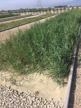 Imagen de biofiltros para el tratamiento de purines, utilizados en una explotación porcina de Alhama de Murcia