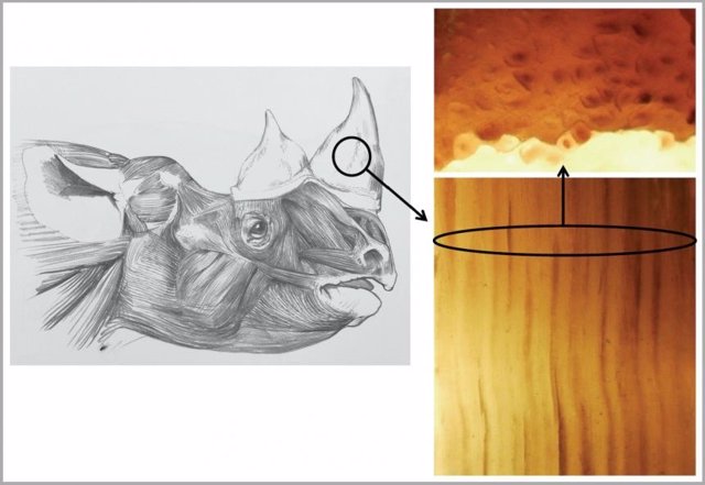 Estructura del cuerno de rinoceronte