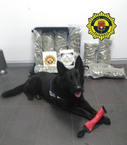 Perro de la Unidad Canina con la marihuana intervenida