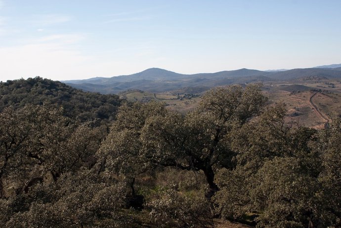 Junta prepara un banco de proyectos de licitación pública forestal cifrado en 60