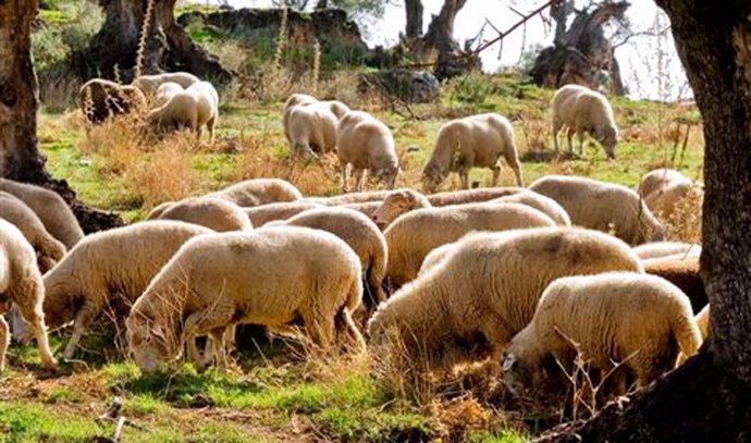 Huelva.- Asaja alerta del "grave" problema de los ganaderos al tener que comprar