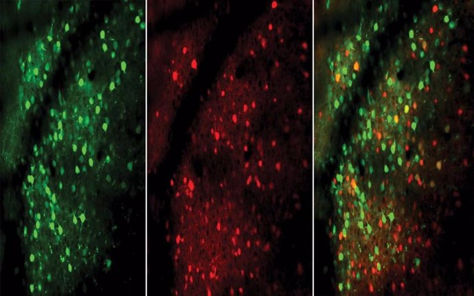 Neuronas excitadoras (verdes) e inhibidoras (rojas), mostradas en esta imagen microscópica del cerebro de un ratón, responden más rápida e inmediatamente a medida que el animal mejora en la realización de una tarea.