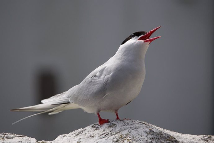 Las aves que migran a mayor distancia acusan el cambio climático