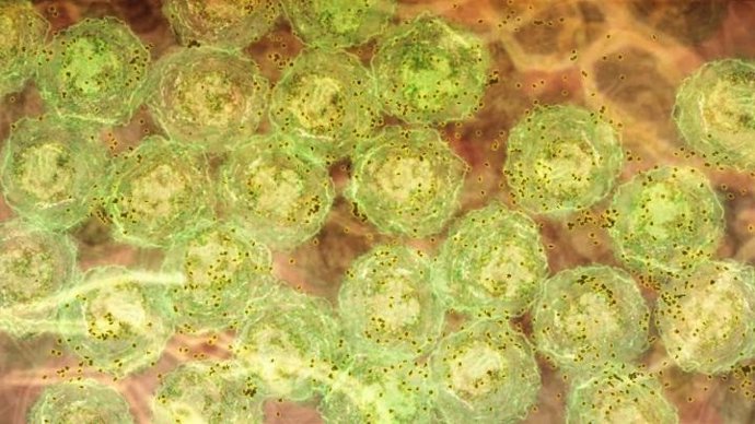 Células B productoras de anticuerpos (verde) y anticuerpo liberador (marrón).