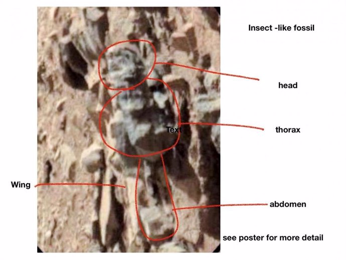 Un entomólogo documenta como insectos formas en fotos de Marte