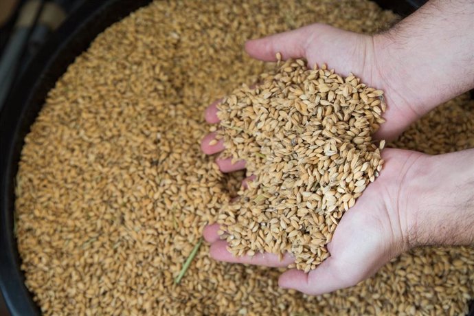 La producción española de arroz caerá un 4,4% este año, según Cooperativas Agroalimentarias