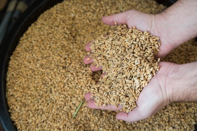 Economía/Agro.- La producción española de arroz caerá un 4,4% este año, según Co
