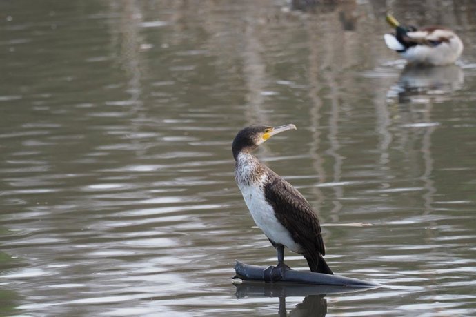 Cormorán grande.
