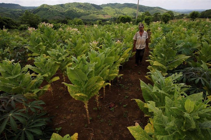 Un granjero camina a través de una plantación de tabaco en Sucre, departamento situado en el sur de Colombia.