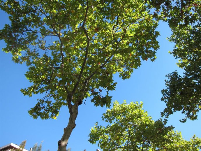 Platanero, Plataneros, árboles de Barcelona