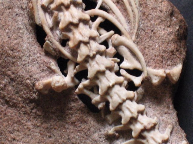 Restos fósiles de Najash