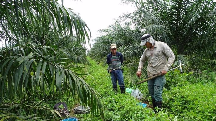 El cultivo de aceite de palma puede ser sostenible  