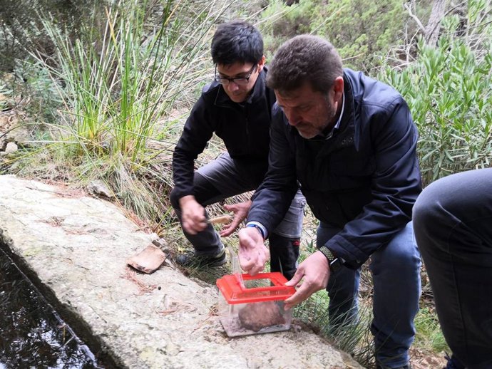 Imagen de la liberación de los sapos parteros béticos