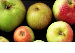 Gipuzkoa elabora el 33% de su sidra con manzana local y podría  autoabastecerse 