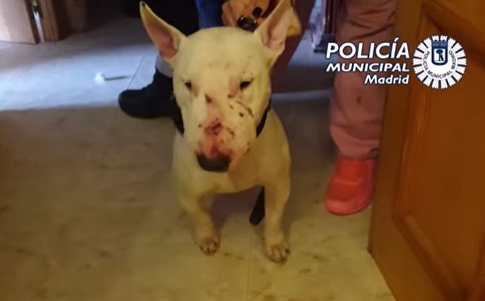 Uno de los perros abandonados en un piso de Aluche rescatados por la Policía Municipal de Madrid