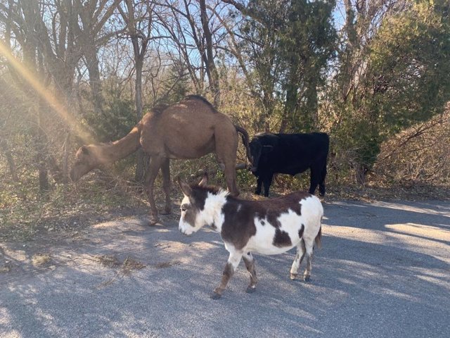 Un camello, una vaca y un burro perdidos en una carretera de Kansas en una escena que adelanta la Navidad