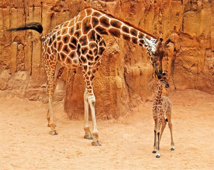 La jirafa Che con su cría