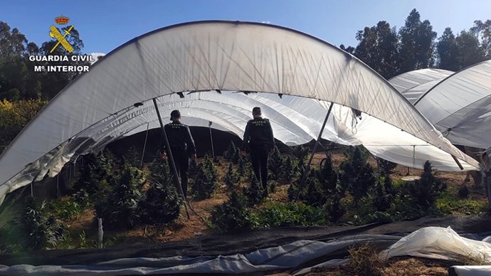 [Grupohuelva] Remitiendo Np "La Guardia Civil Detiene A Un Varón Por El Cultivo De 80 Plantas De Marihuana En El Interior De Una Finca"