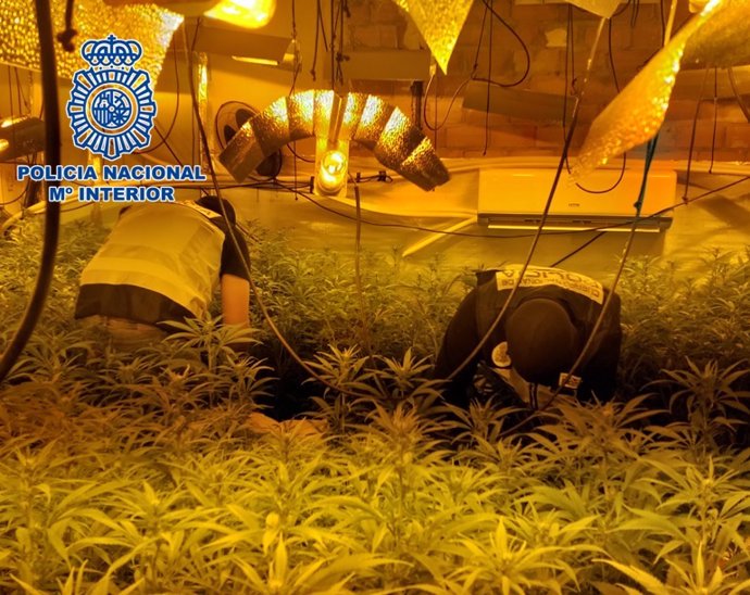 Agentes de la Policía Nacional en la plantación de marihuana desmantelada