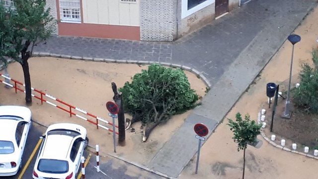Caída de un árbol en la barriada sevillana de Nervión